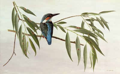 Martin-pêcheur - Raymond Booth