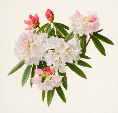 Rhododendron morii (oil on paper) - Raymond Booth