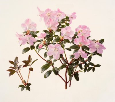 Rhododendron moupinense à fleurs roses (huile sur papier) - Raymond Booth