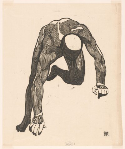 Étude anatomique des muscles du cou, du bras et de la jambe d