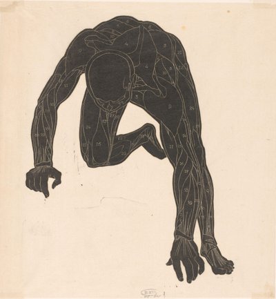 Étude anatomique des muscles du cou, des bras et des jambes d