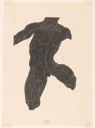 Étude anatomique des muscles du cou, de l