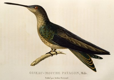 Colibri géant (Patagona gigas), gravure de Les trochilidees ou les colibris et les oiseaux-mouches - René Primevère Lesson