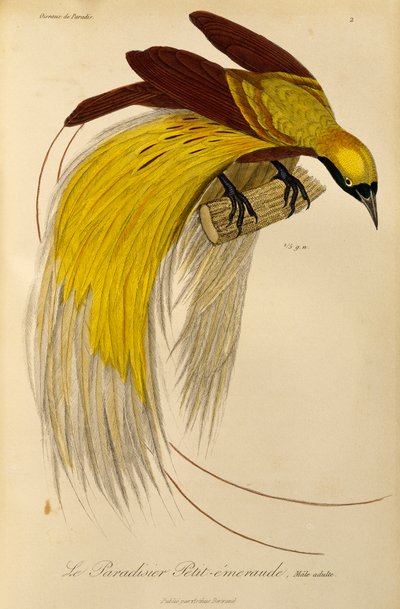 Mâle adulte du Petit Oiseau de paradis (Paradisaea minor), gravure de Histoire naturelle des oiseaux de paradis et des épimagues - René Primevère Lesson