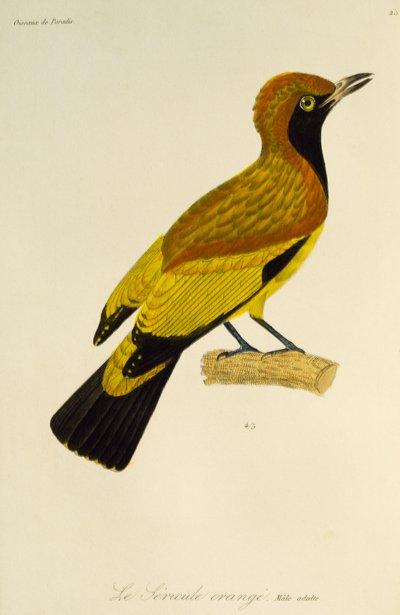 Mâle adulte du Jardinier masqué (Sericulus aureus), gravure de Histoire naturelle des oiseaux de paradis et des épimaques - René Primevère Lesson