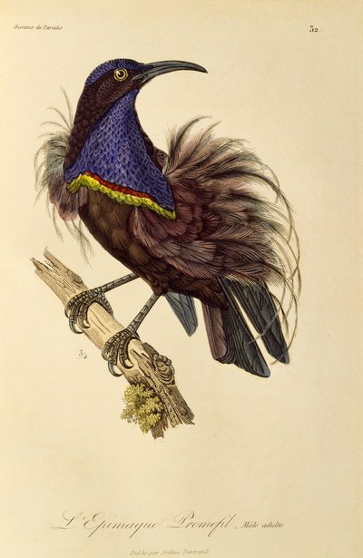 Mâle adulte du Paradisier riflebird (Ptiloris paradiseus), gravure de Histoire naturelle des oiseaux de paradis et des épimagues - René Primevère Lesson
