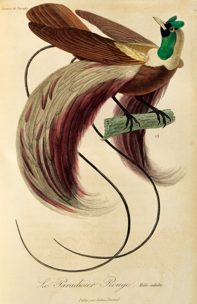 Mâle adulte du Paradisier rouge (Paradisaea rubra), gravure de Histoire naturelle des oiseaux de paradis et des épimagues - René Primevère Lesson