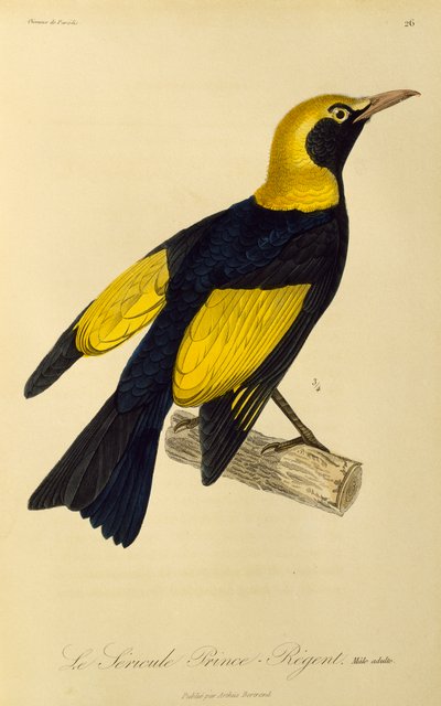 Mâle adulte du Jardinier régent (Sericulus chrysocephalus), gravure de Histoire naturelle des oiseaux de paradis et des épimagues - René Primevère Lesson