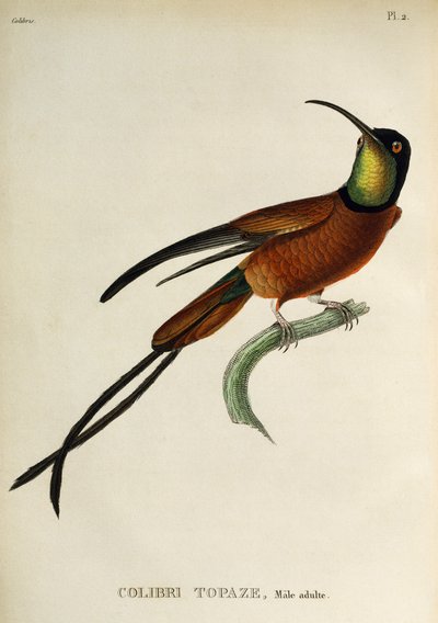Topaze écarlate (Topaza pella), gravure de Les trochilidees ou les colibris et les oiseaux-mouches - René Primevère Lesson