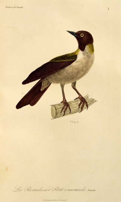 Femelle de l