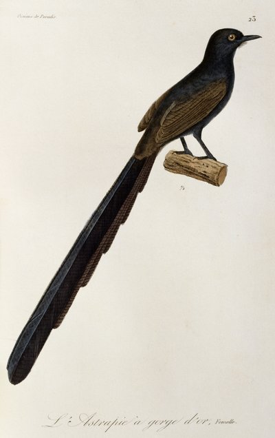 Femelle de l
