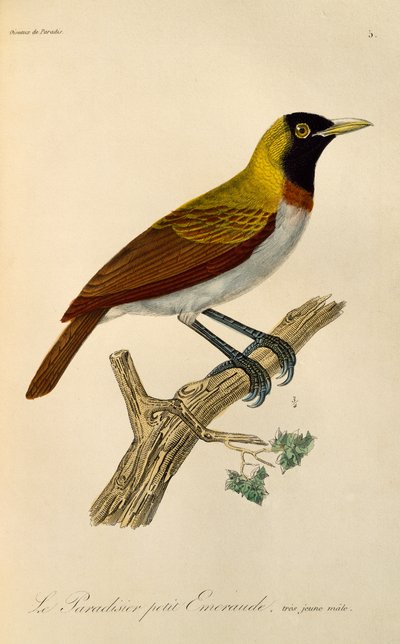 Jeune mâle du Petit Oiseau de paradis (Paradisaea minor), gravure de Histoire naturelle des oiseaux de paradis et des épimaques - René Primevère Lesson