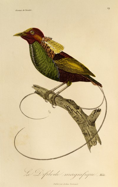 Mâle du Magnifique Oiseau de paradis (Cicinnurus magnificus), gravure de Histoire naturelle des oiseaux de paradis et des épimaques - René Primevère Lesson
