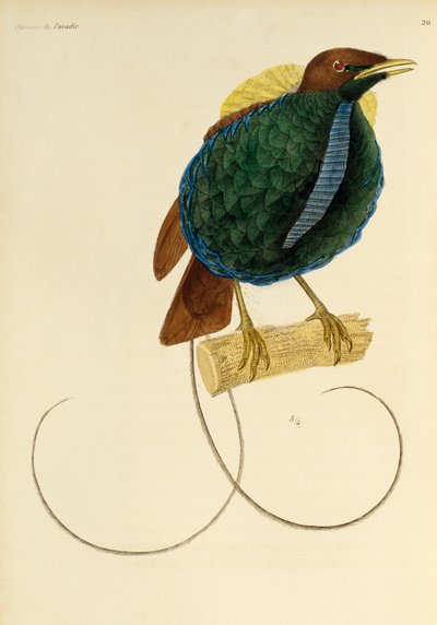 Mâle du Magnifique Oiseau de paradis (Cicinnurus magnificus), gravure de Histoire naturelle des oiseaux de paradis et des épimagues - René Primevère Lesson