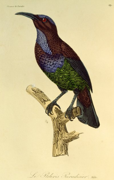 Mâle de l