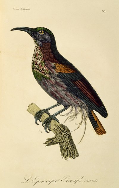 Jeune mâle du Paradisier riflebird (Ptiloris paradiseus), gravure de Histoire naturelle des oiseaux de paradis et des épimagues - René Primevère Lesson