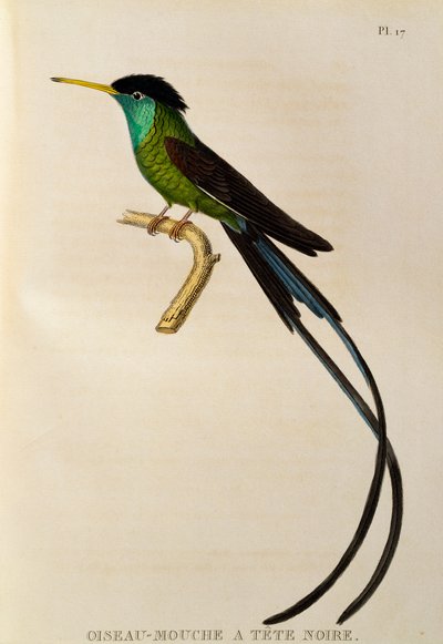 Colibri à queue en forme de streamer (Trochilus polytmus), gravure de Les trochilidées ou les colibris et les oiseaux-mouches - René Primevère Lesson