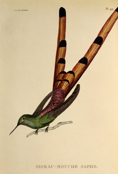 Comète à queue rouge (Sappho sparganurus), gravure de Les trochilidees ou les colibris et les oiseaux-mouches - René Primevère Lesson