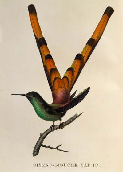 Comète à queue rouge (Sappho sparganurus), gravure de Les trochilidees ou les colibris et les oiseaux-mouches - René Primevère Lesson