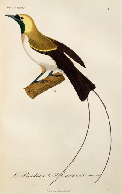Jeune mâle de l
