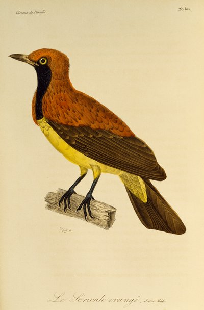 Jeune mâle de l