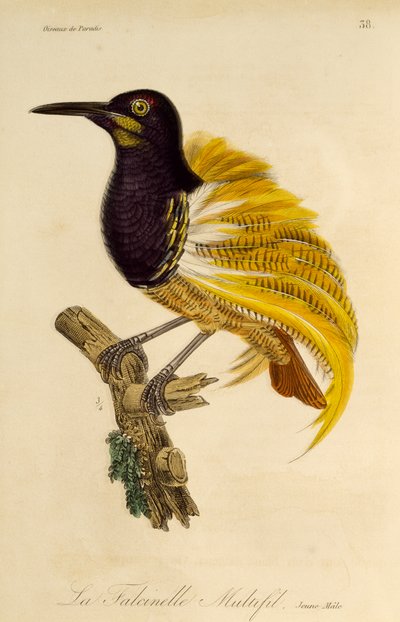 Jeune mâle de l