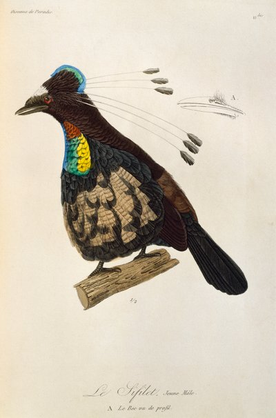 Jeune mâle du Parotia de l