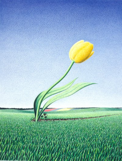 Tulipe rapide - Rene Boin