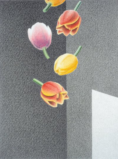 Tulipes - Rene Boin