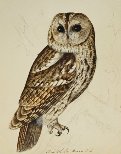 Chouette brune (Strix Ulula) - Rev. C. Atkinson