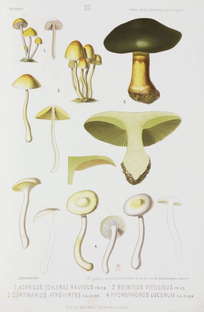 Quatre types de champignons, vers 1874 - John Pardon