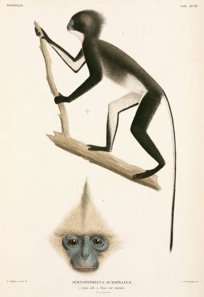 Singes, Sumatra, Indonésie - John Pardon