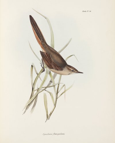 Synallaxe, Amérique du Sud, vers 1832-1836 - John Pardon