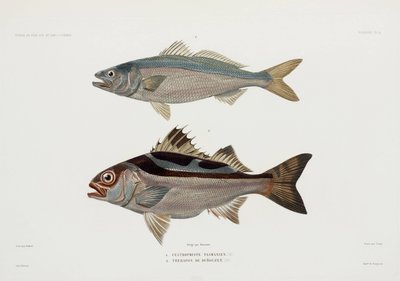 Deux types de poissons - John Pardon