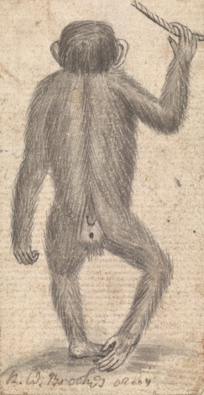 Singes (un des trois sur un montage) - Richard Brookes