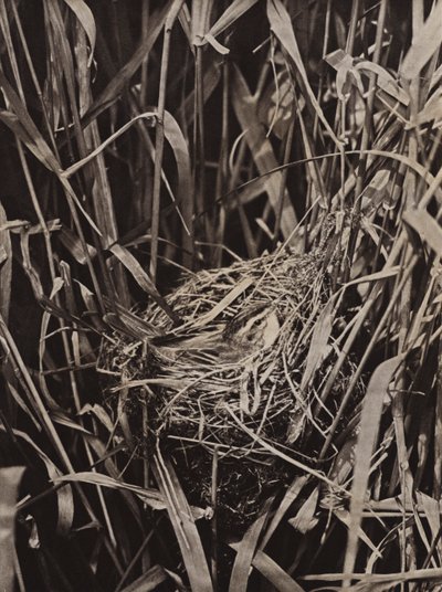 Phragmite des joncs sur le nid - Richard and Cherry Kearton
