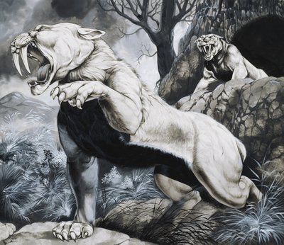 Tigres à dents de sabre (gouache sur papier) - Richard Hook