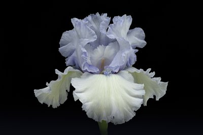 Élégant iris bleu - Richard Urbanski