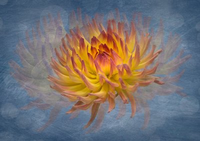 Flux « Dahlia doré » - Richard Urbanski