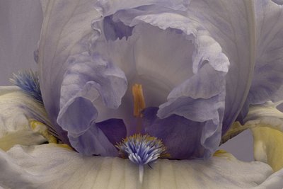 Iris lavande pâle - Richard Urbanski