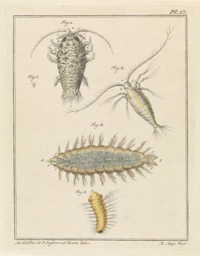 Porcellionide, copépode et ver à soies - Robbert Muys