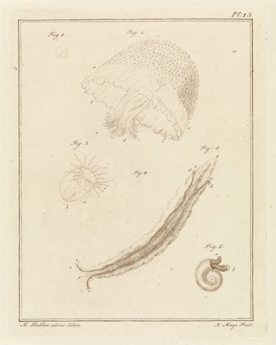 Divers animaux marins - Robbert Muys