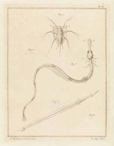 Bernacle commune, grande aiguille de mer et un type de ver flèche - Robbert Muys