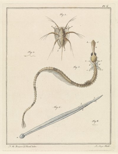 Bernacle commune, grande aiguille de mer et un type de ver flèche - Robbert Muys