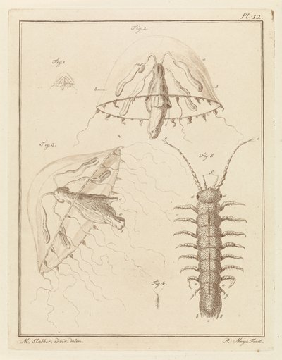 Leptomeduse et un cloporte d