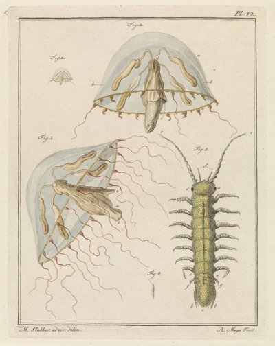 Leptomeduse et un cloporte d