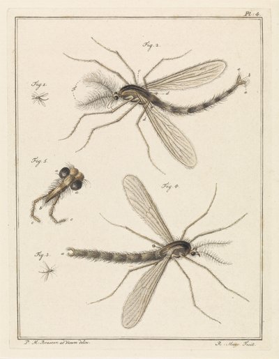 Moustique à plumes - Robbert Muys