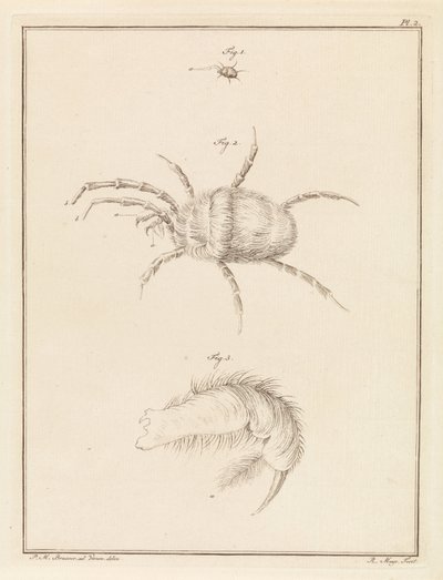 Araignée rouge - Robbert Muys