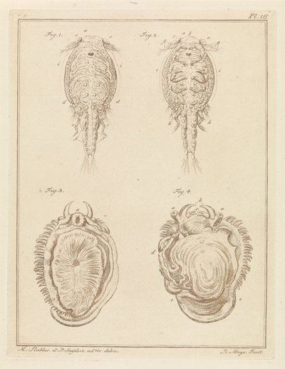 Crustacé et mollusque - Robbert Muys