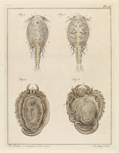 Crustacé et mollusque - Robbert Muys